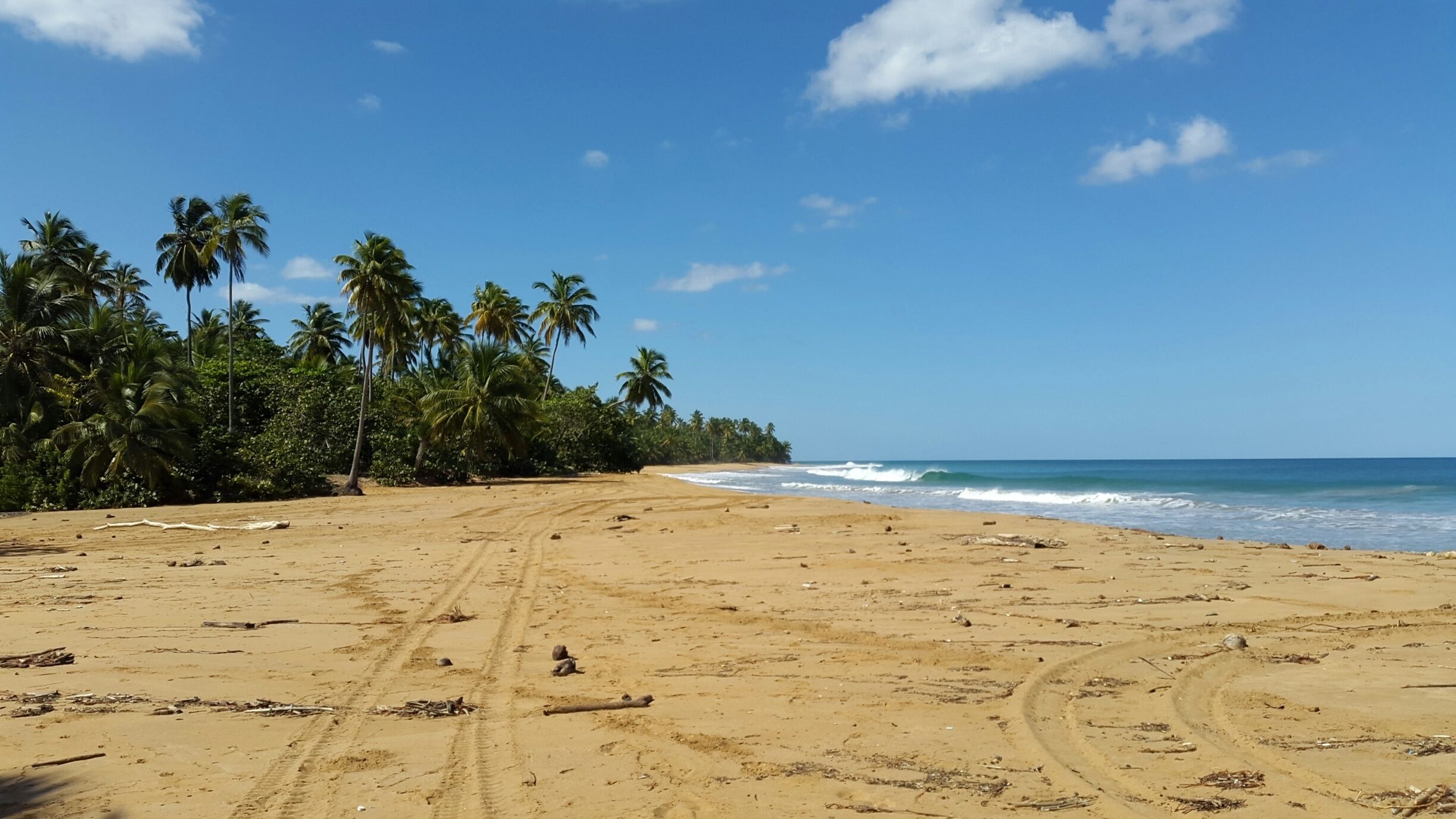 Une plage de sable bordée de palmiers, avec les vagues de l’océan qui déferlent.
