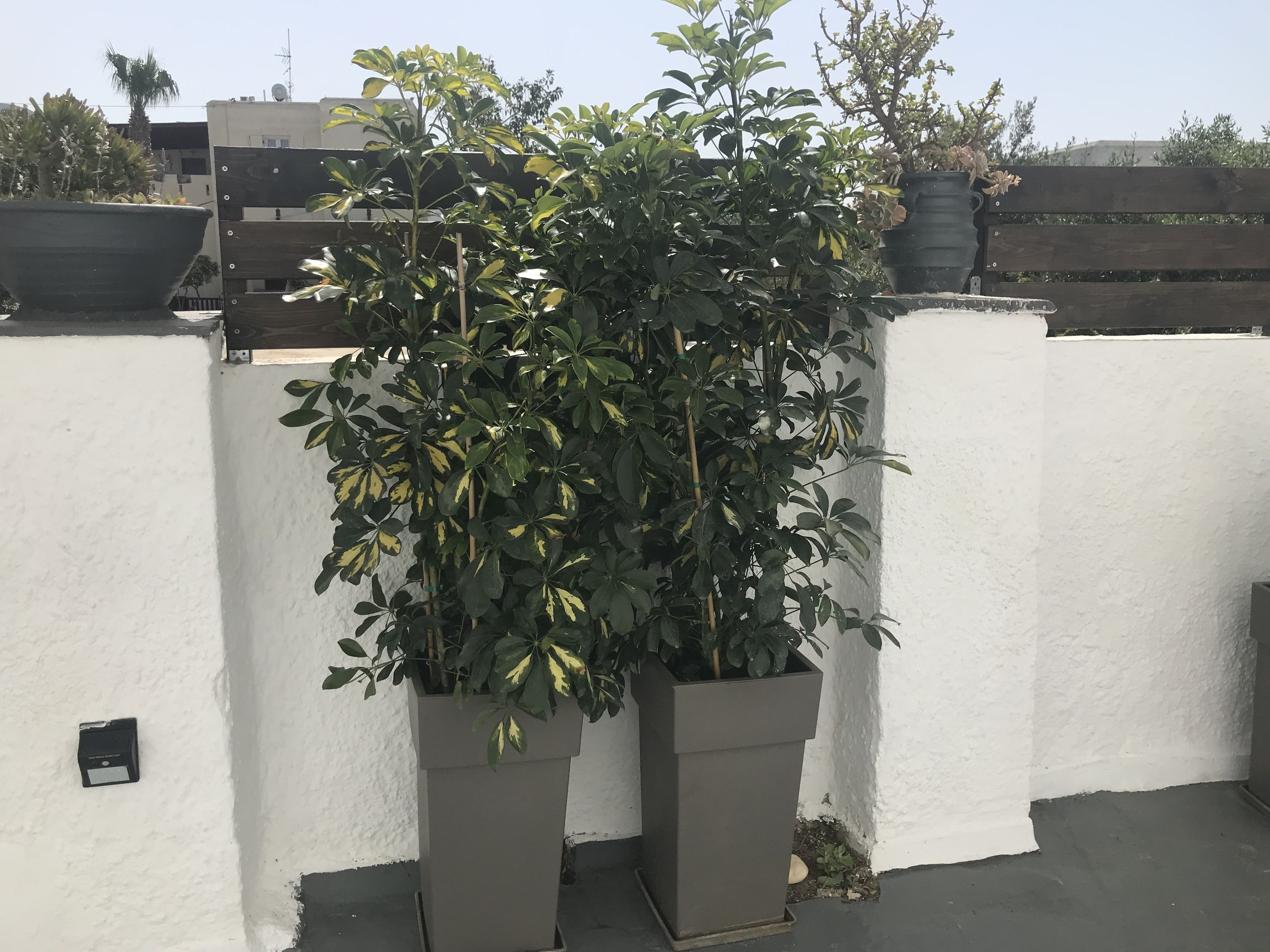 Terraza o patio