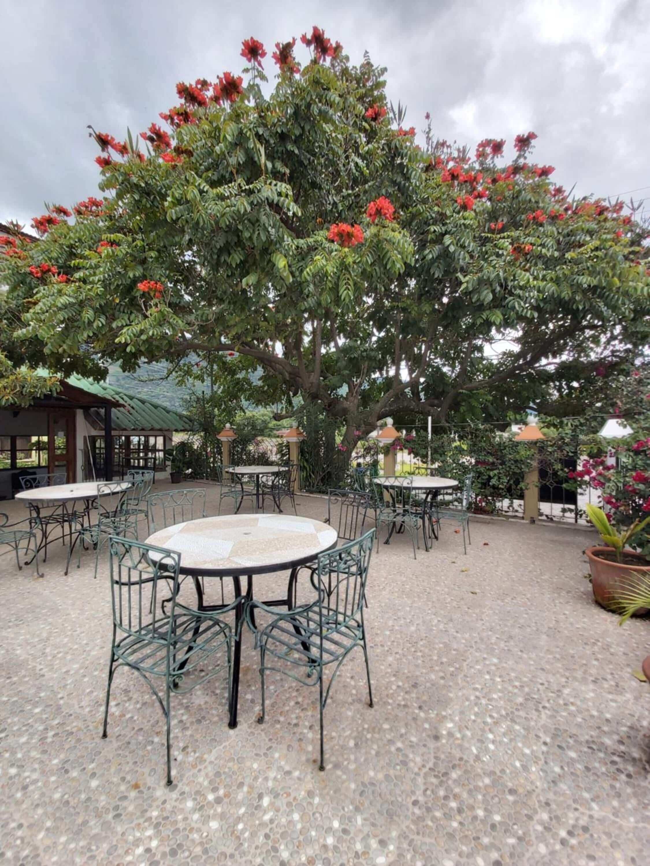 An outdoor patio with round tables and chairs, surrounded by a large tree with red flowers.