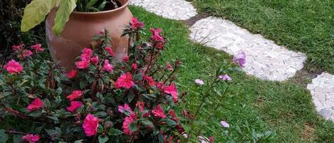 Un jardín con piscina, piedras para pisar y diversas plantas.