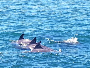 På stranden og solsenger