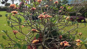 Un giardino con diverse piante fiorite e alberi.