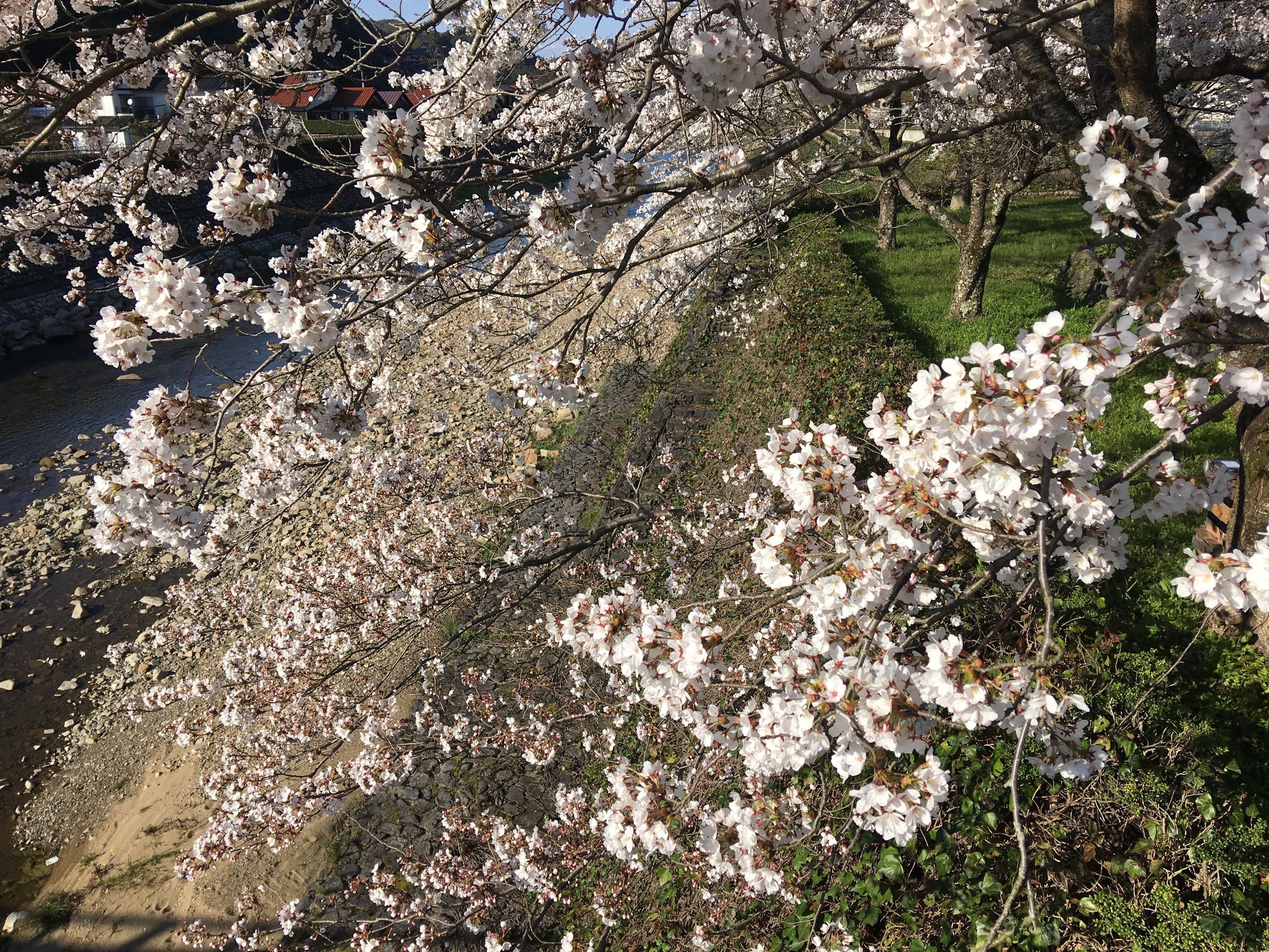 A cherry blossom tree with branches extending over a rocky area.