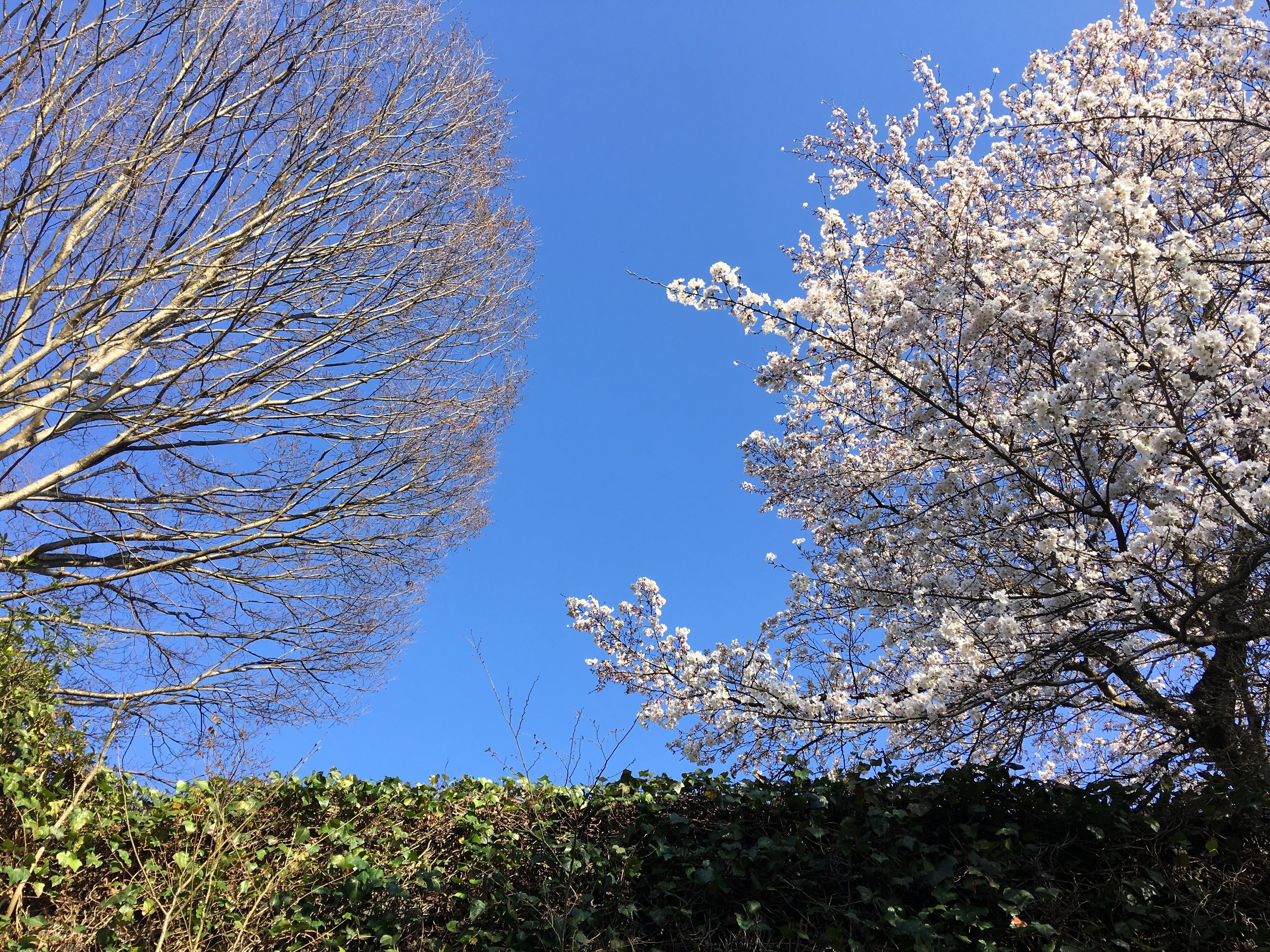 Een helderblauwe lucht met twee bomen, waarvan er één kale takken heeft en de andere bloeit met witte bloesems.