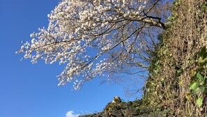 Une colline rocheuse, avec un arbre aux fleurs blanches qui se détache sur un ciel bleu clair.