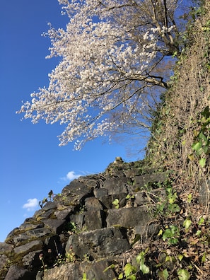 Property grounds - Minsyuku Satoyama (Tsuwano)