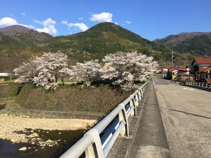 Eine Brücke mit Metallgeländer, eine Straße und im Hintergrund Kirschblütenbäume.