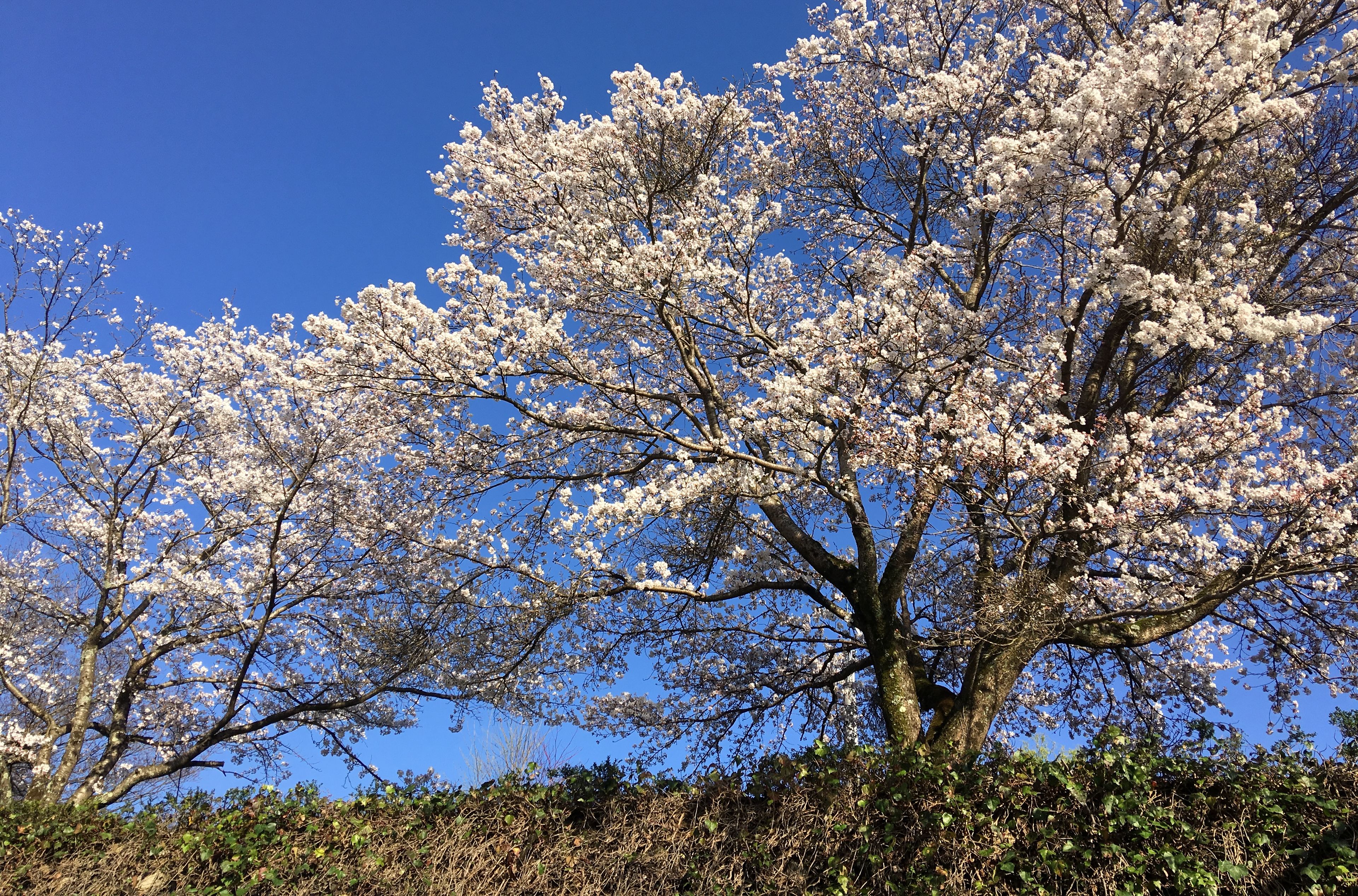 A large tree with white blossoms against a clear blue sky.