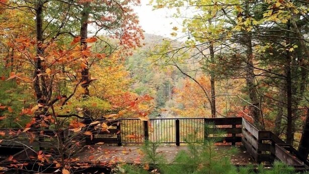 Een houten brug die voert naar een bebost gebied met herfstkleuren.