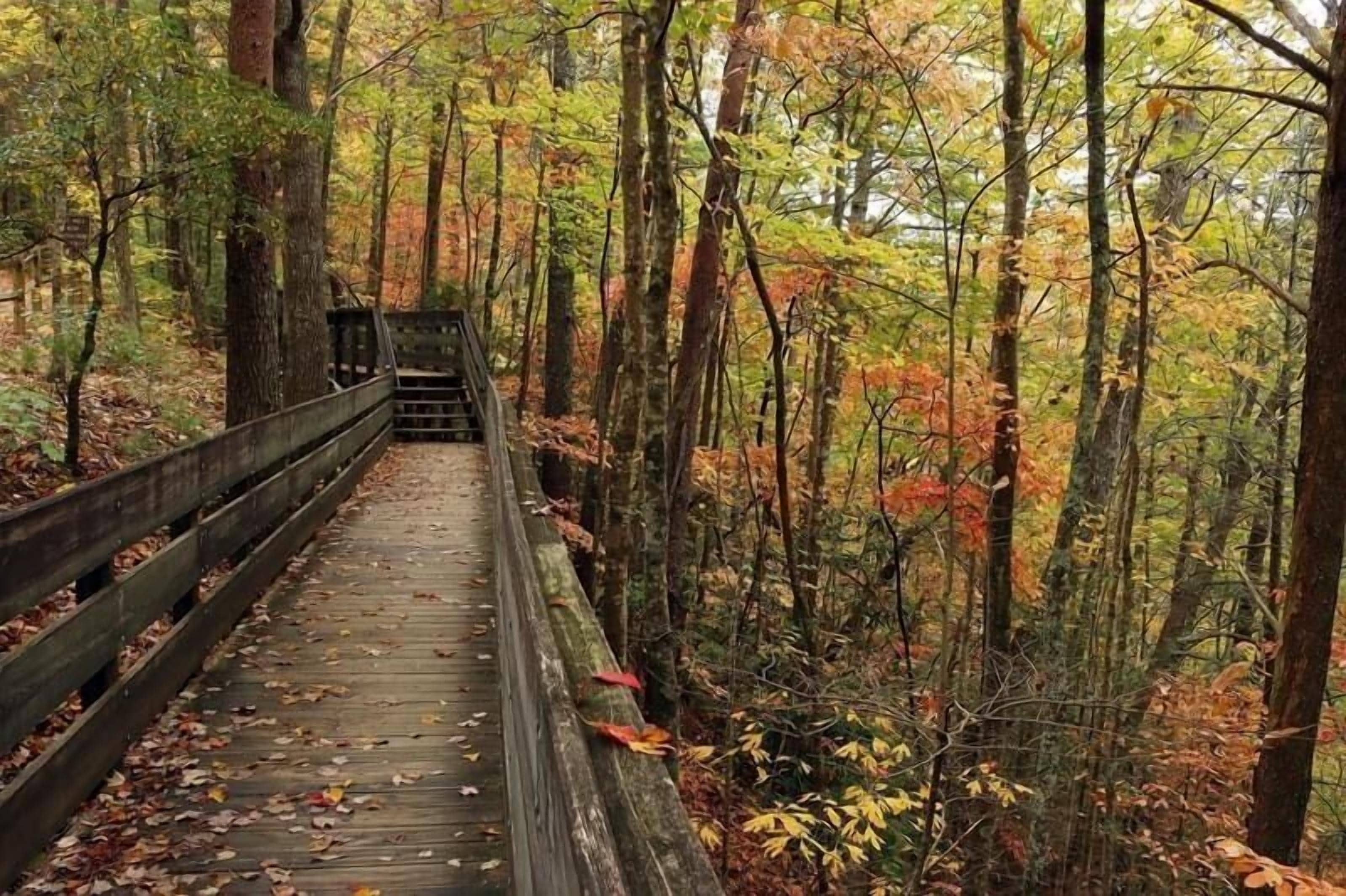 Eine Holzbrücke in einem Wald mit Herbstlaub.