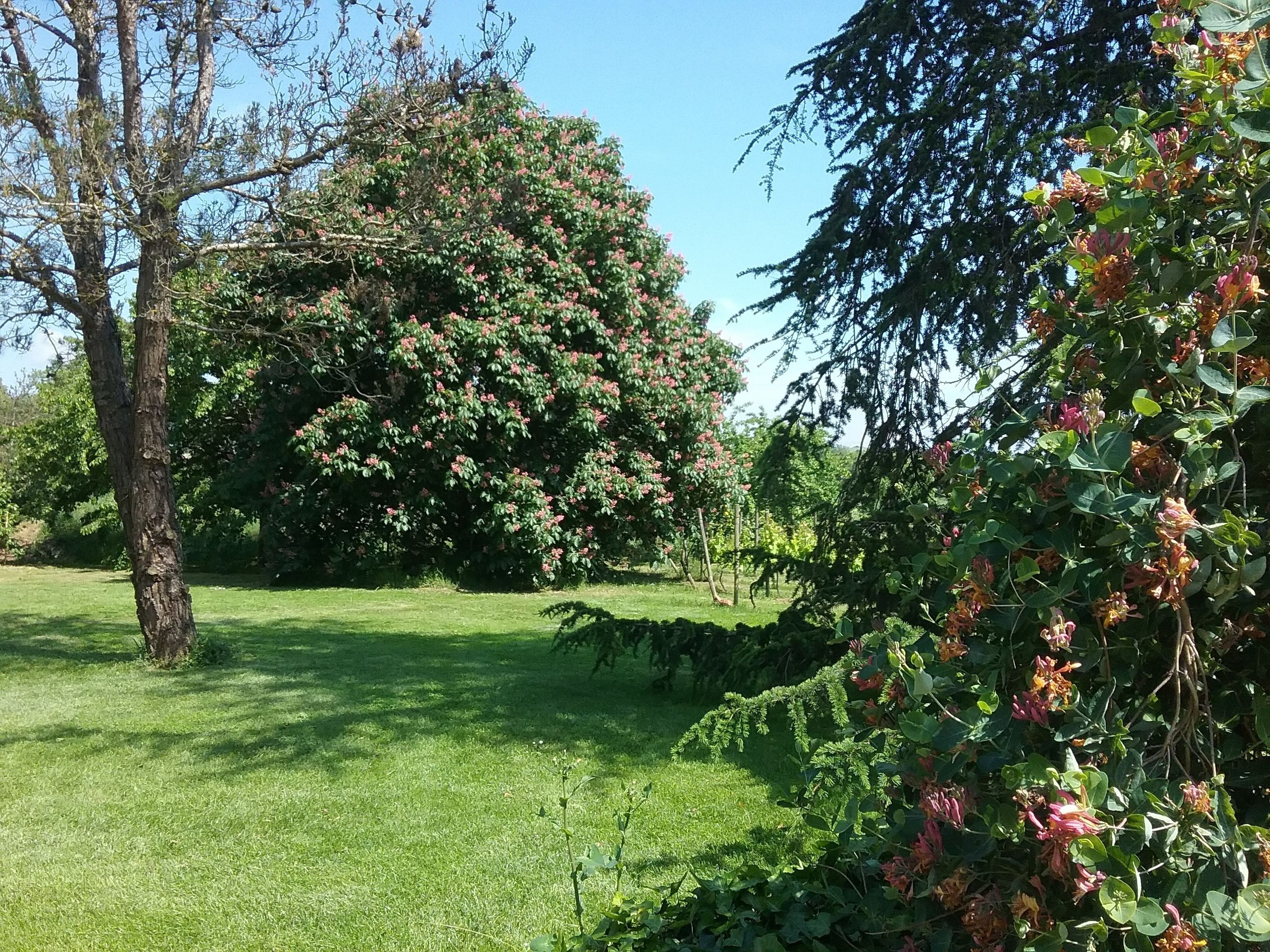 Un jardin luxuriant avec un grand arbre, une pelouse bien entretenue et une végétation dense.