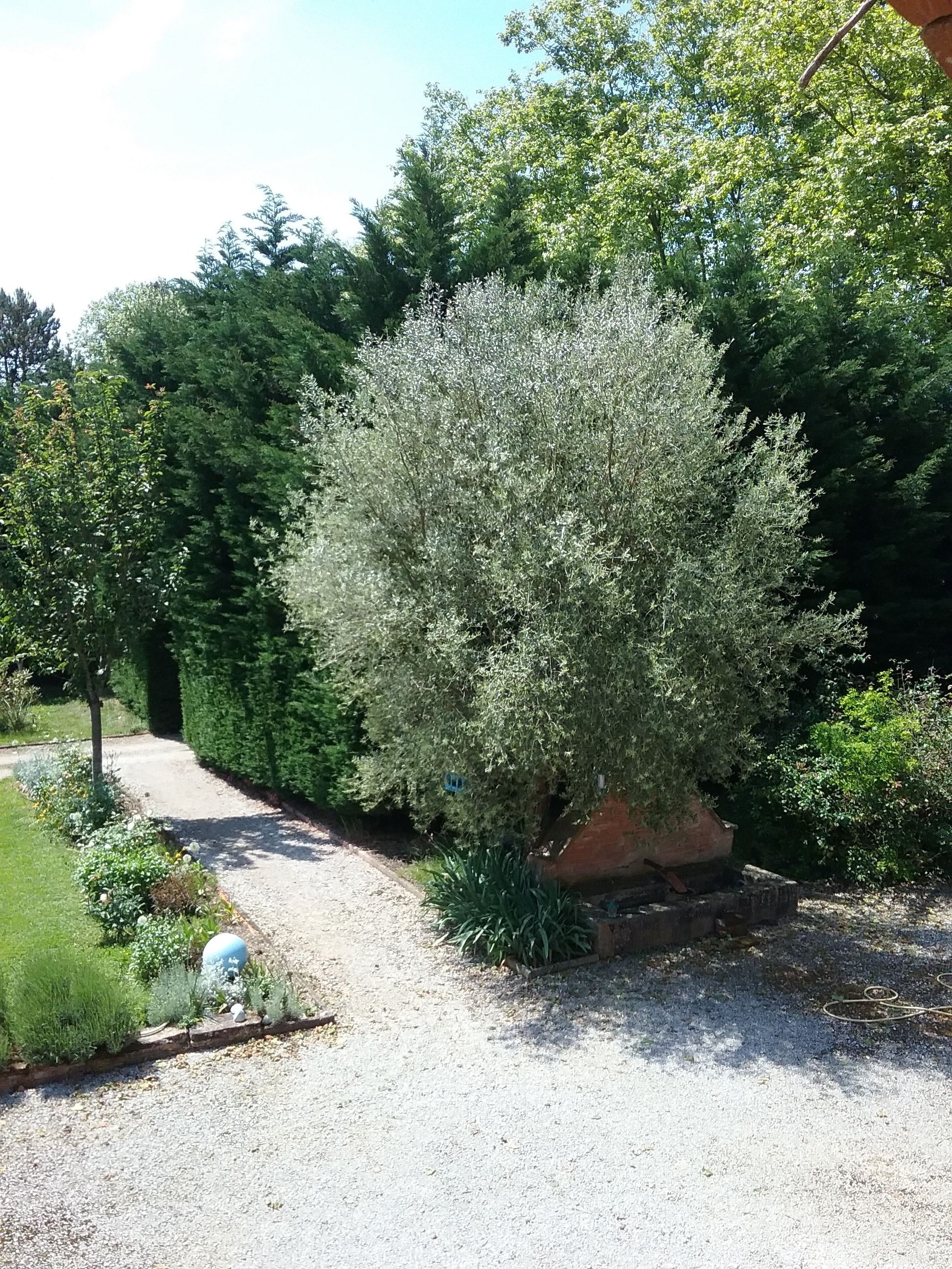 A gravel path leading through a garden with various shrubs and trees.