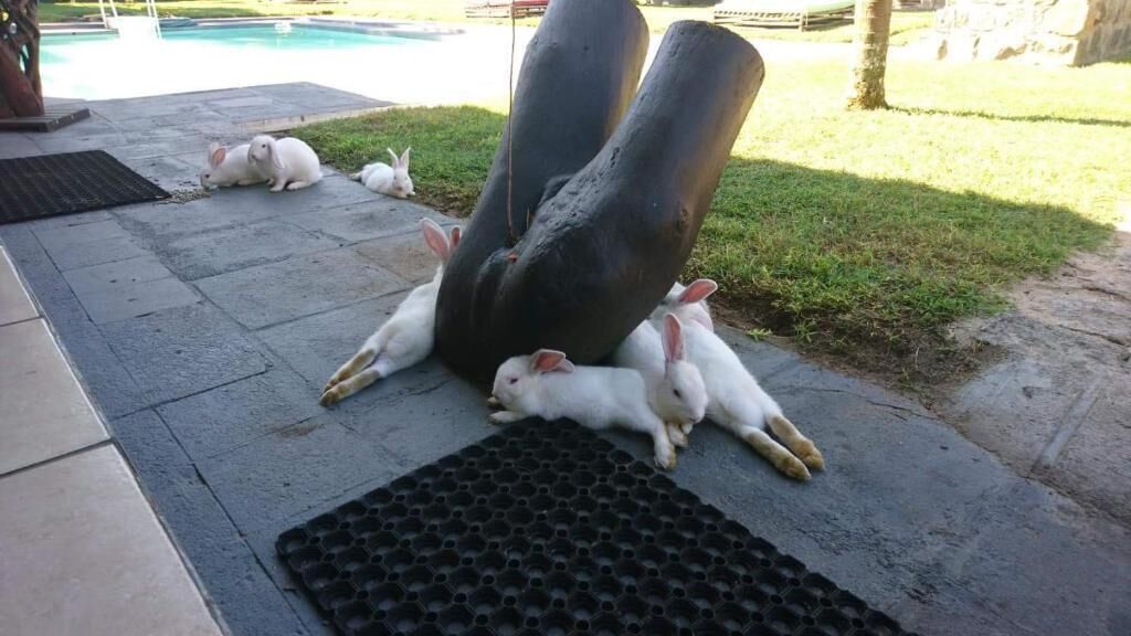 A group of white rabbits on a paved area with a large, dark sculpture.