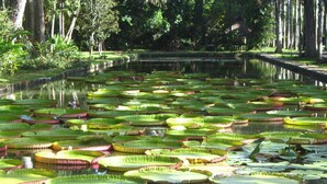 A pond with lily pads and surrounding trees. - Tupiniquim Hostel Rio de Janeiro (Rio de Janeiro)