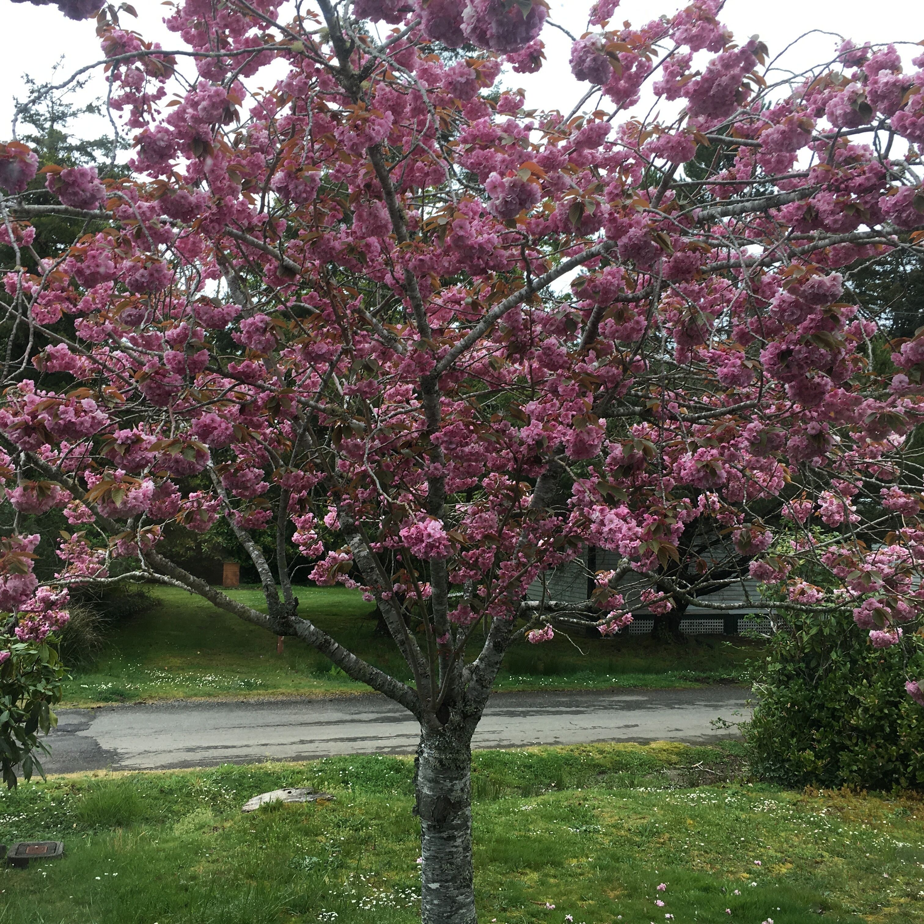 Een boom met roze bloesems in een woonwijk.
