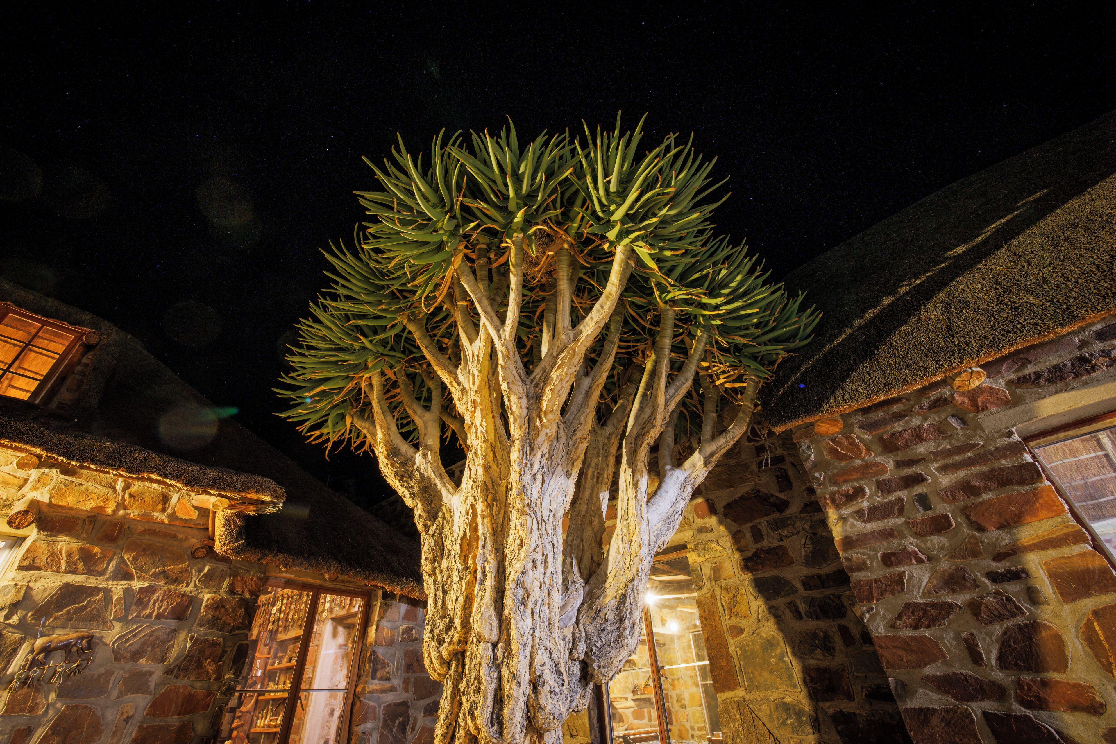 A large tree with a thick trunk and dense foliage in front of a stone building with a thatched roof.