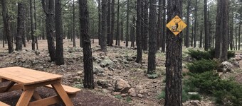 Secluded, Historic Wrigley Ranch Cabin- Pine Forest- 25 Acres Near Grand Canyon