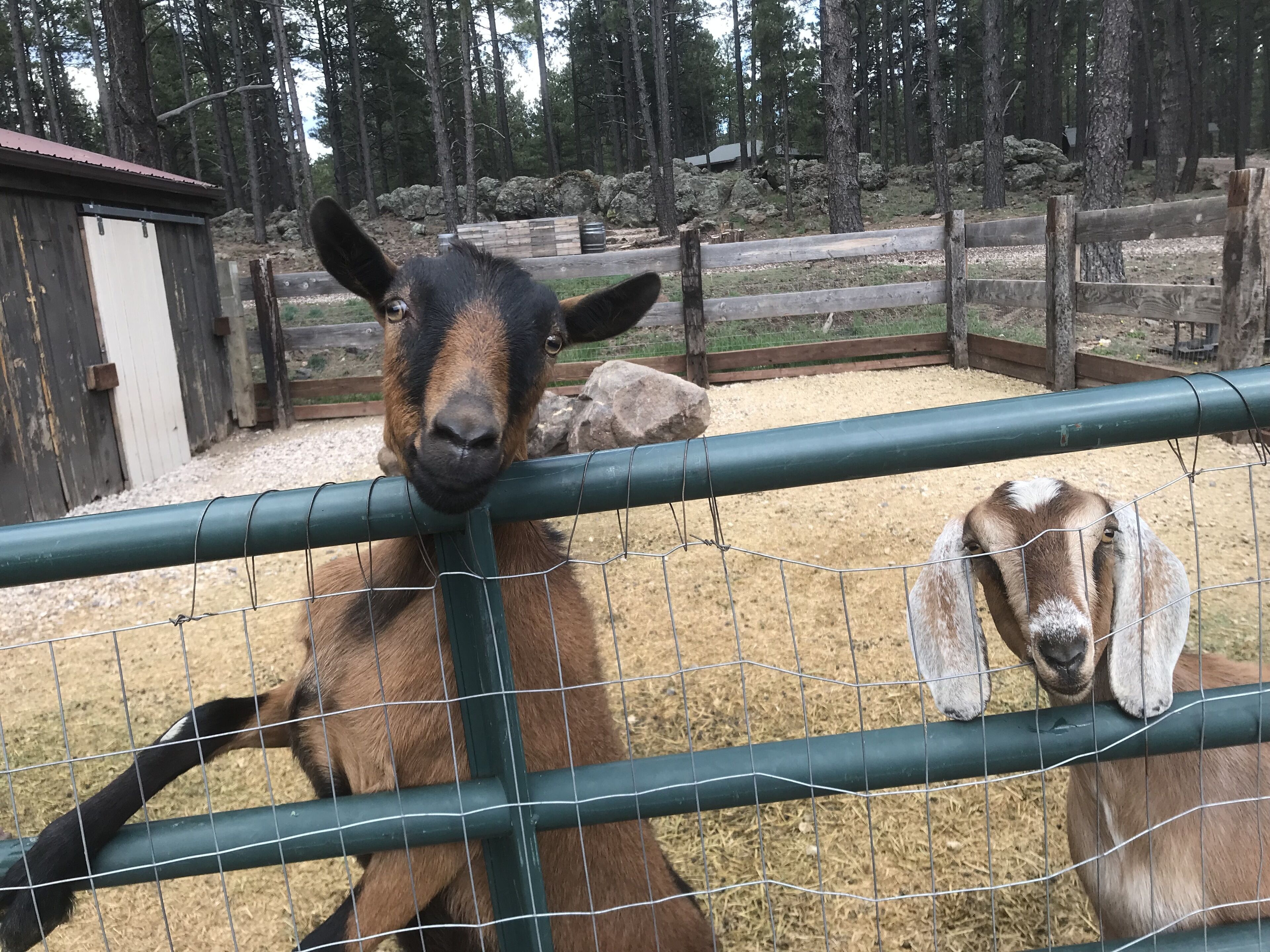 Ein Pferd und eine Ziege in einem von Zäunen umgebenen Gelände mit Kiesboden und Bäumen im Hintergrund.