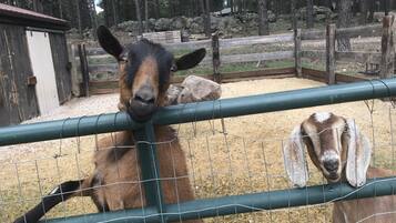 Ein Pferd und eine Ziege in einem von Zäunen umgebenen Gelände mit Kiesboden und Bäumen im Hintergrund.
