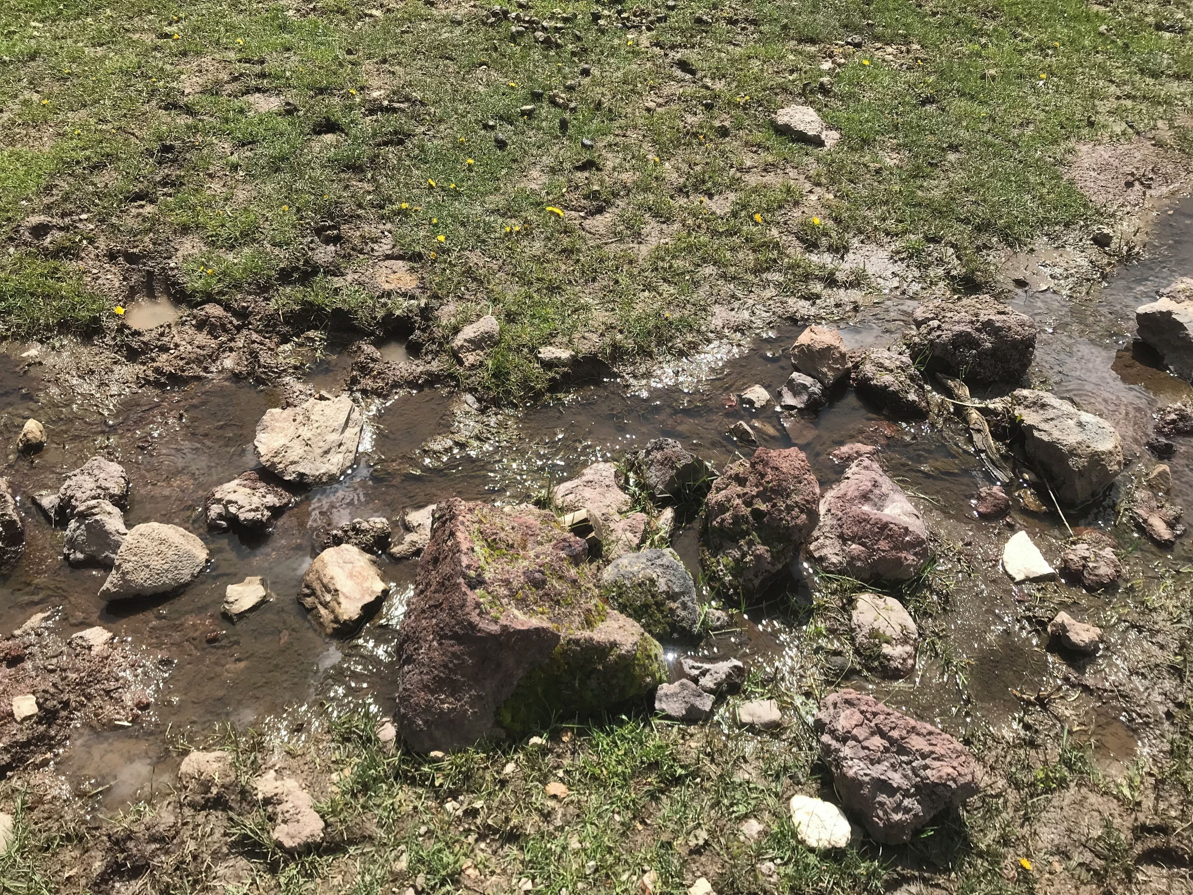 Un arroyo pedregoso con agua cristalina, rodeado de hierba y pequeñas flores amarillas.