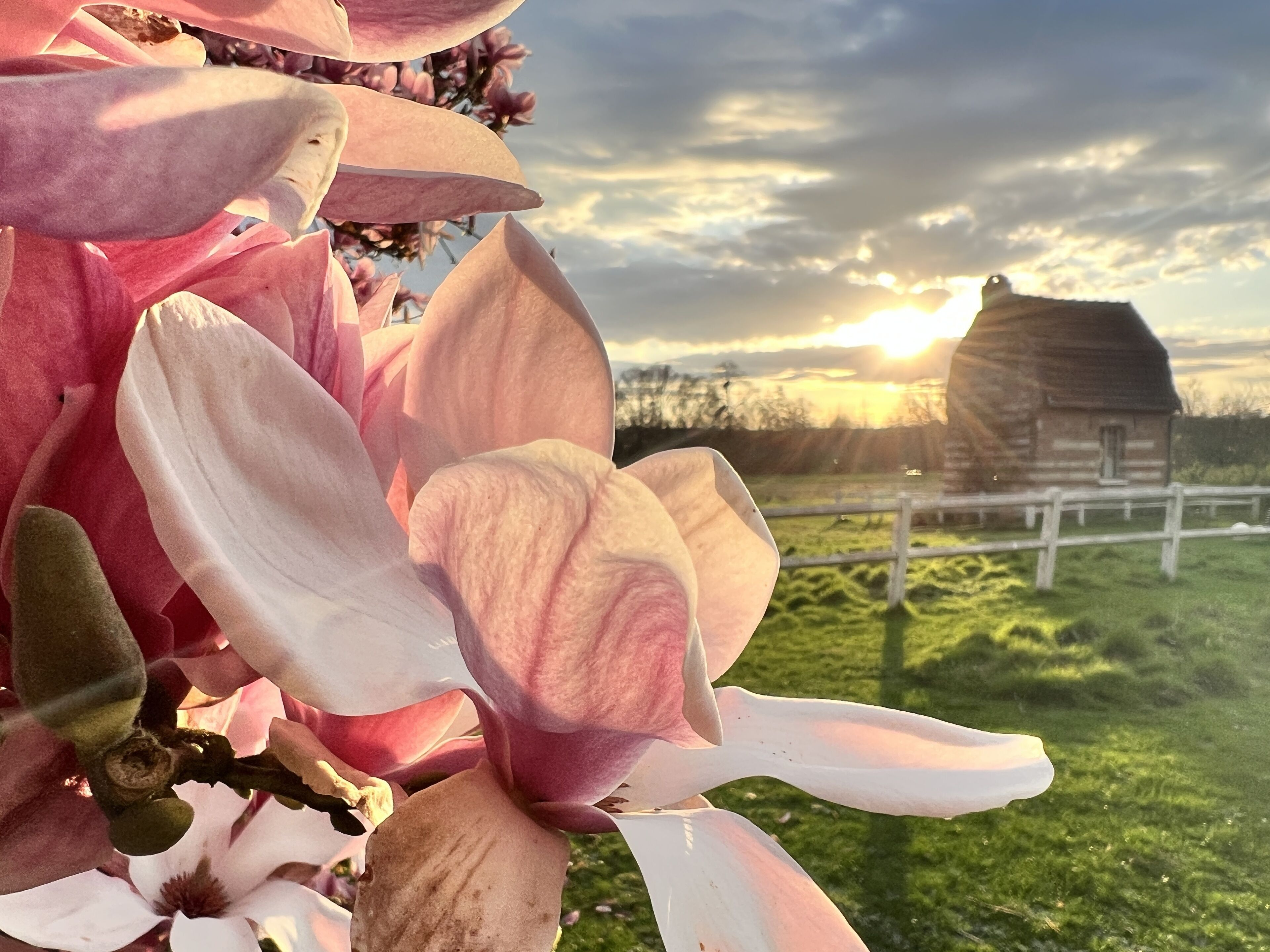 Ein Detailaufnahme von Magnolienblüten mit einer hölzernen Scheune und einem weißen Zaun im Hintergrund.