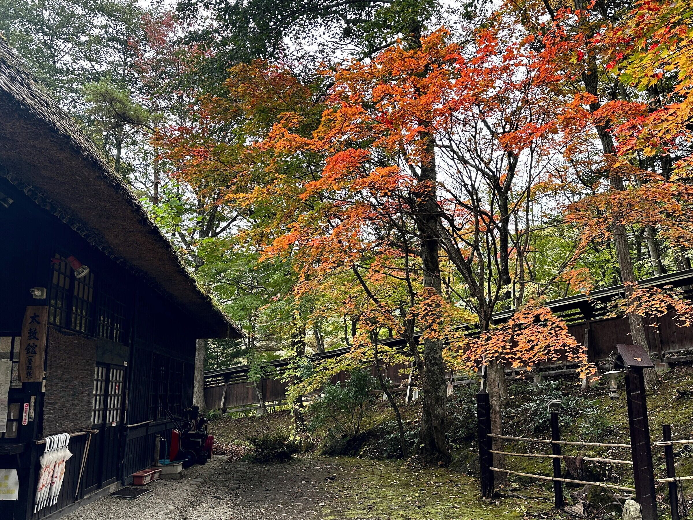 A traditional Japanese building with a thatched roof, surrounded by trees with autumn foliage.
