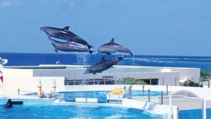 Delfine treten in einem Pool mit Blick auf den Ozean auf.