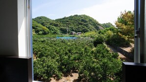 A view of a lush green vineyard with a hill in the background.
