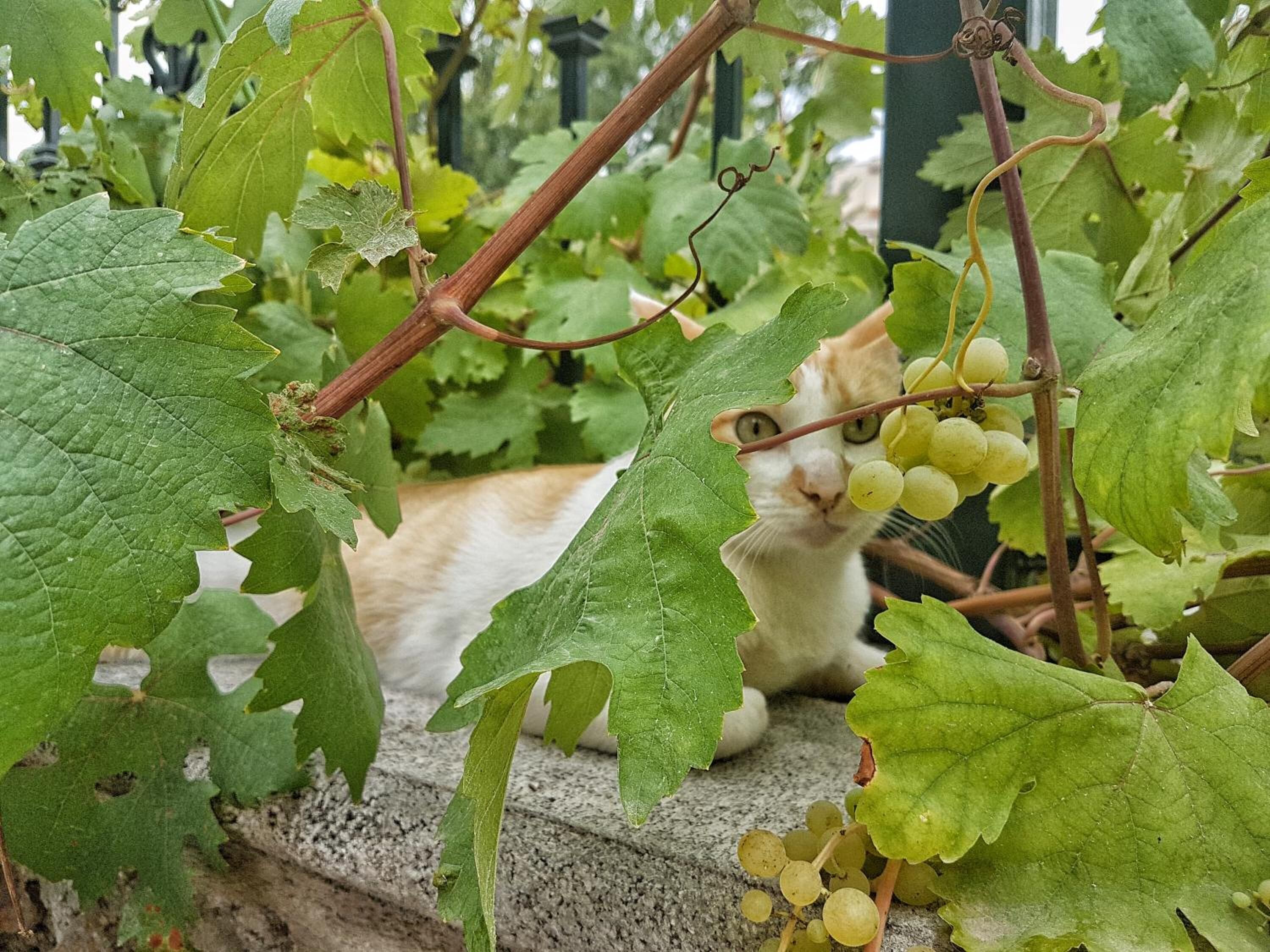 Foto - Hospedería Los Cahorros