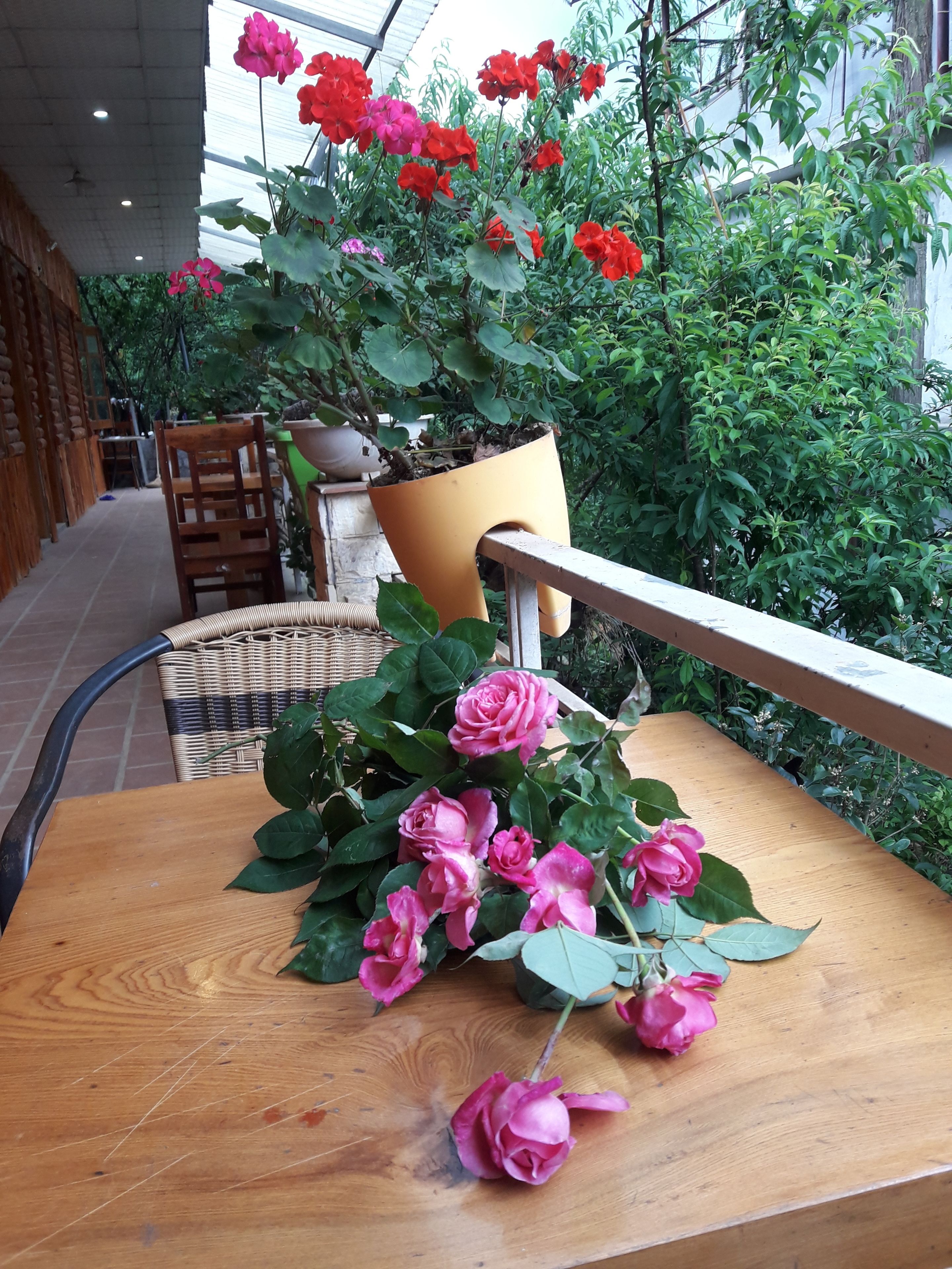 A wooden table with pink roses, a wooden chair, and a potted plant with red flowers.