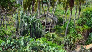 A rustic hut surrounded by cacti and palm trees in a lush landscape. - Redhill Yala (Kirinda)