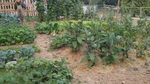 Ein Garten mit verschiedenen Pflanzen und einem Holzzaun.