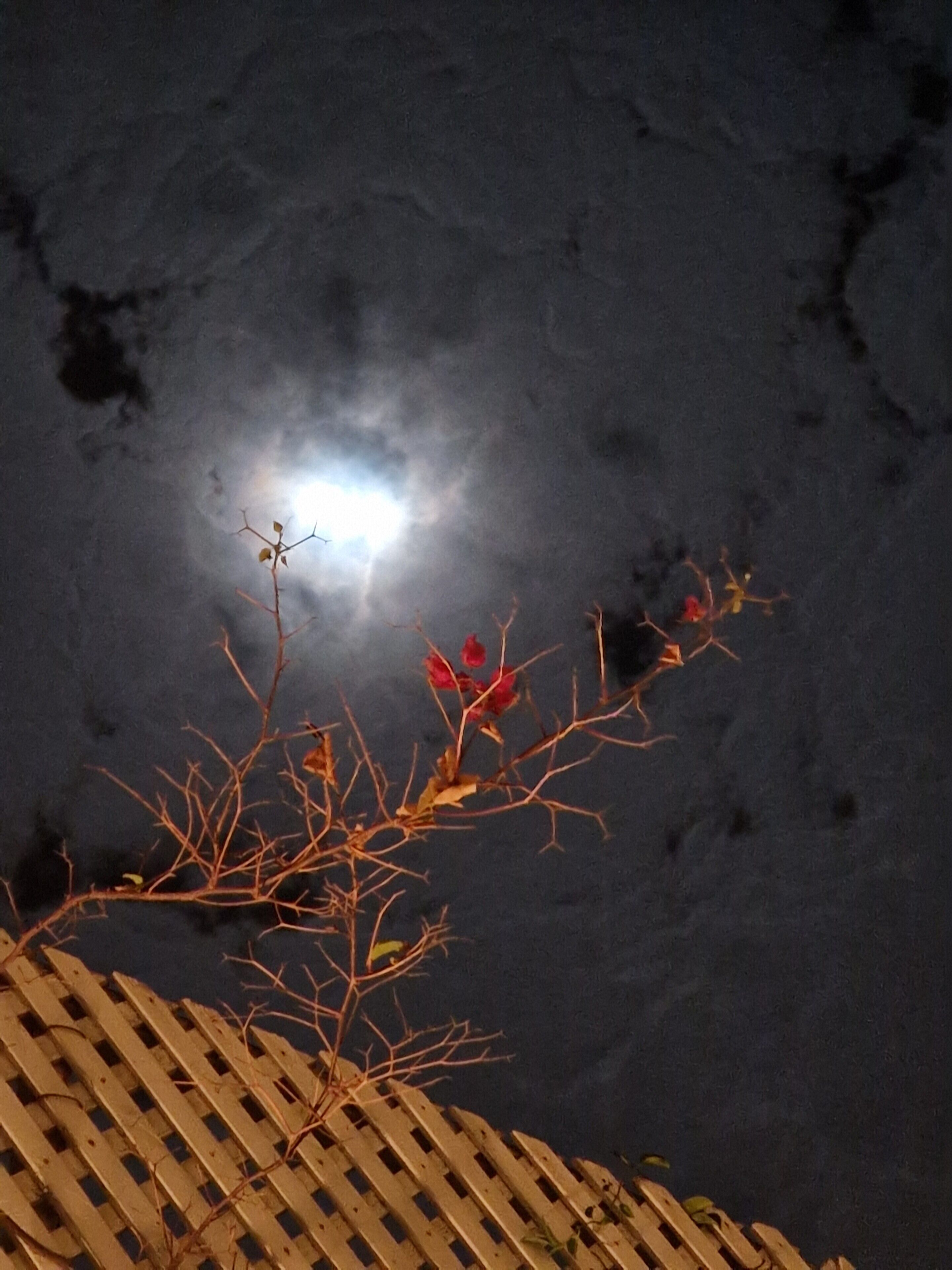 Une scène nocturne avec une pleine lune, une branche aux feuilles rouges et une clôture en bois.