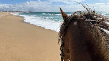 Plage à proximité, 2 bars de plage