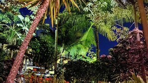 A pathway flanked by lush tropical plants and a palm tree, leading towards a building with a visible window. - Hotel Pousada Marambaia (Porto Seguro)