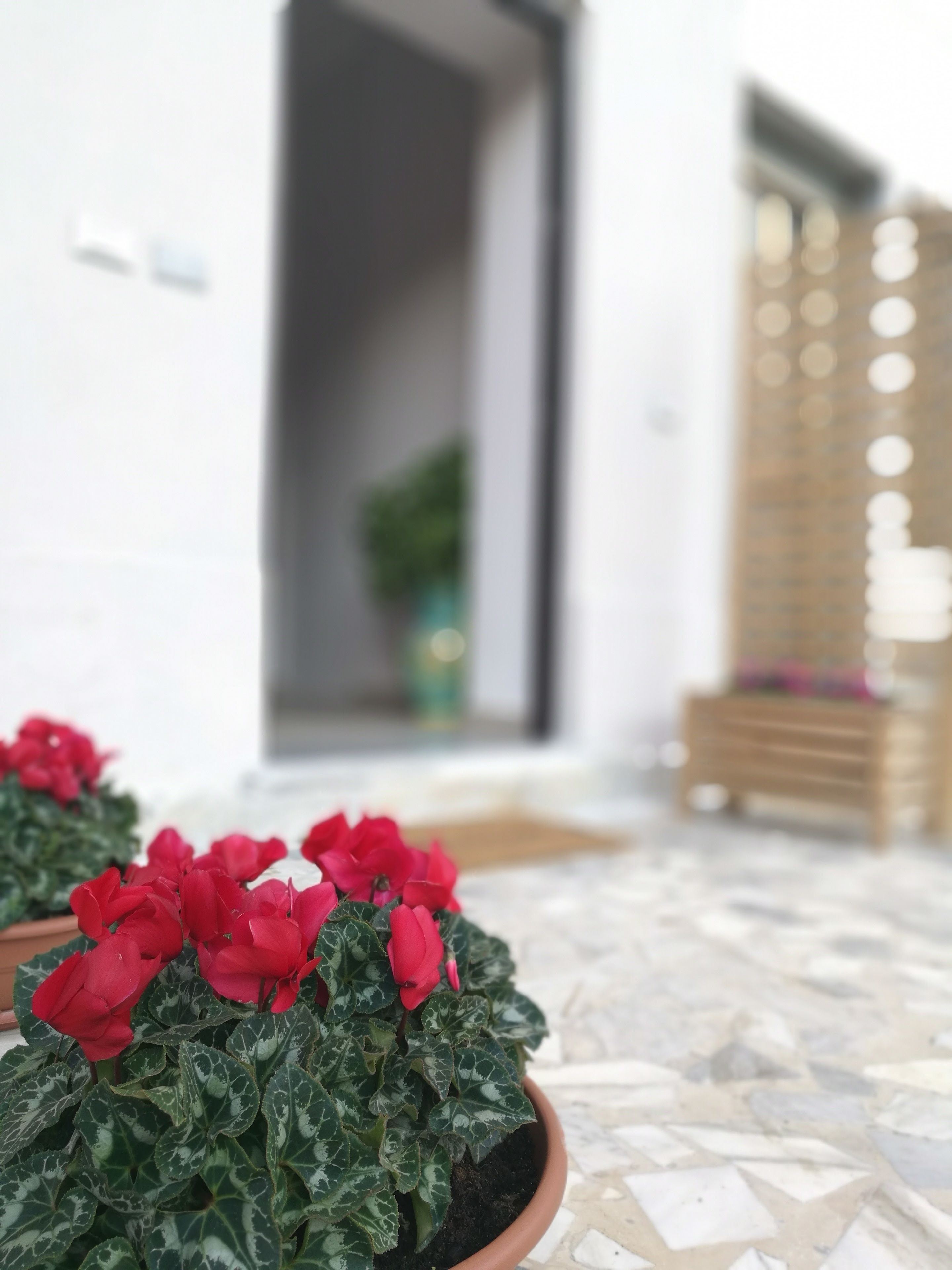 A potted plant with red flowers in the foreground, a white building with a wooden door in the background, and a tiled floor.