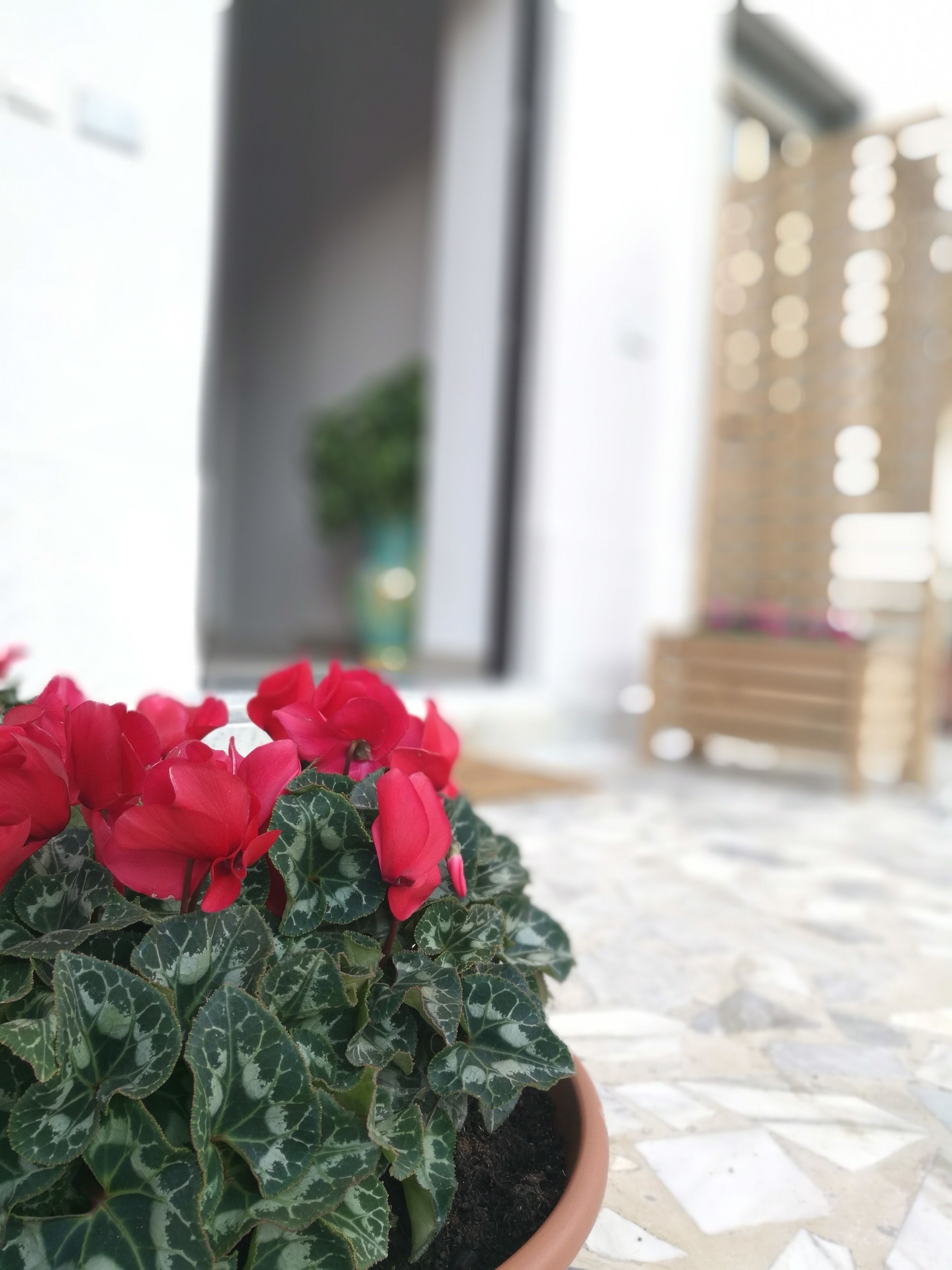 A potted plant with red flowers and variegated leaves on a tiled floor.