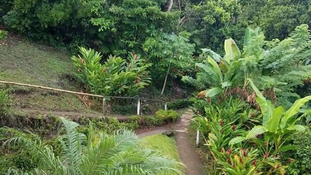 Un exuberante jardín con diversas plantas tropicales y un estrecho sendero de tierra.