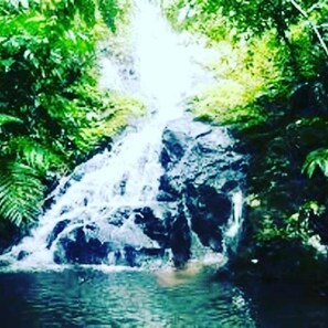 A waterfall surrounded by dense green foliage.