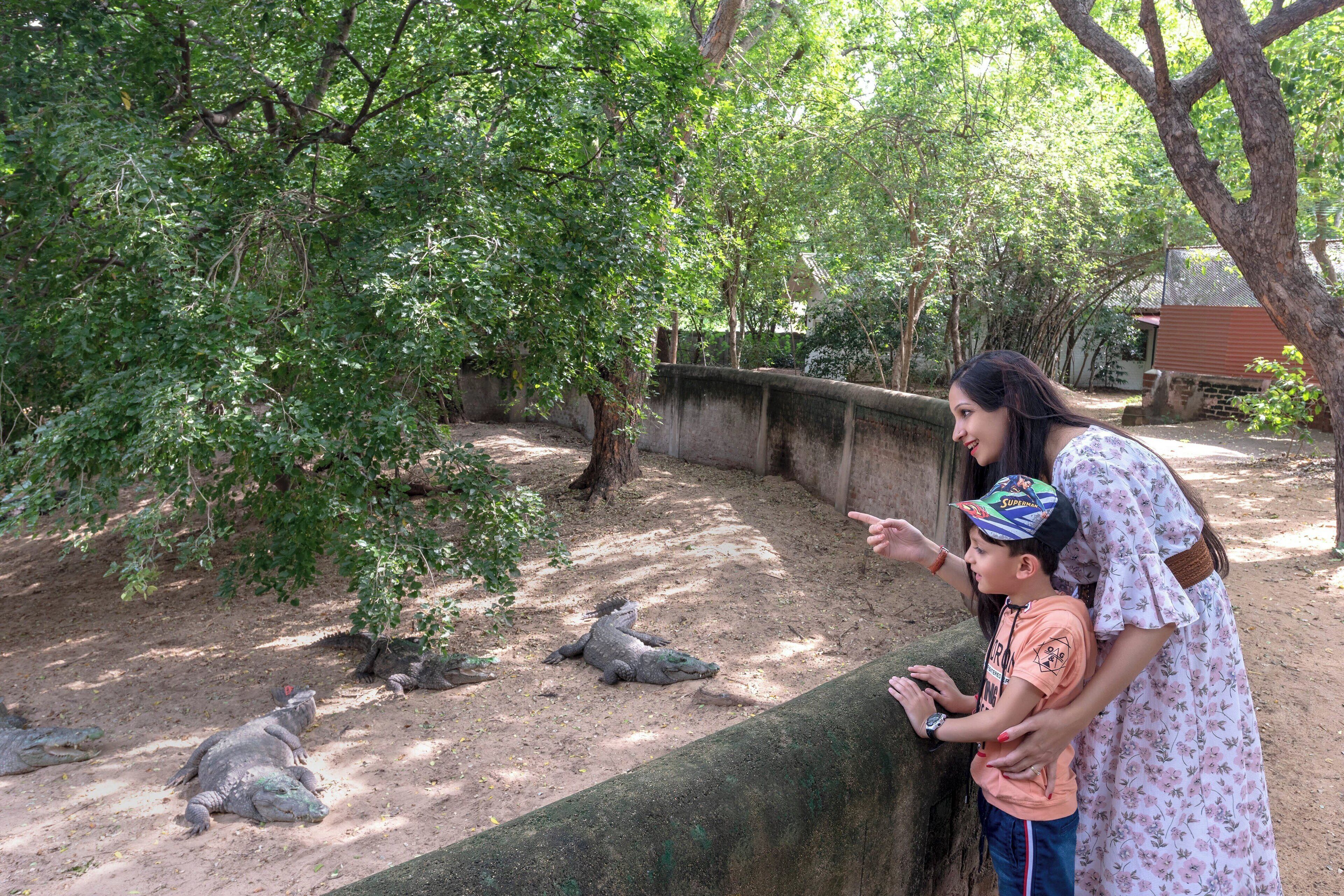 A zoo enclosure with a concrete wall, trees, and two large reptiles on the ground.