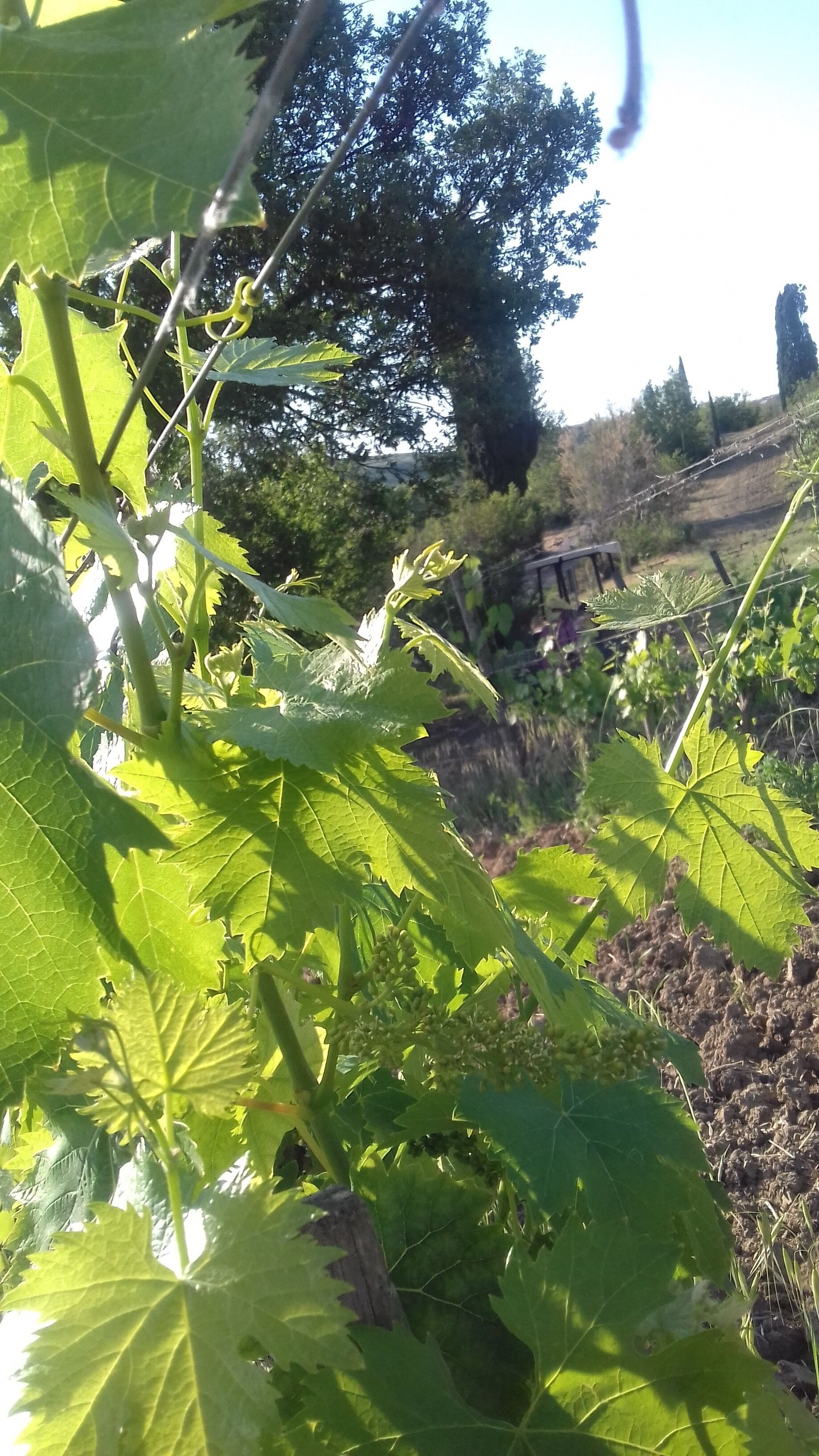A vineyard with rows of grapevines and a stone wall in the background.