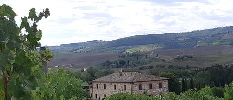 A stone building with a tiled roof surrounded by vineyards.
