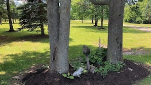 Un jardín con árboles, un comedero para pájaros y una pequeña extensión de césped.
