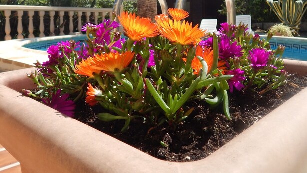 A flower planter with orange and purple flowers, a palm tree, and a pool in the background. - Charming holiday home Casa Belitta in Javea / Costa Nova (Xàbia)