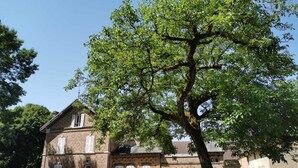 Un edificio de ladrillo con un gran árbol en frente.