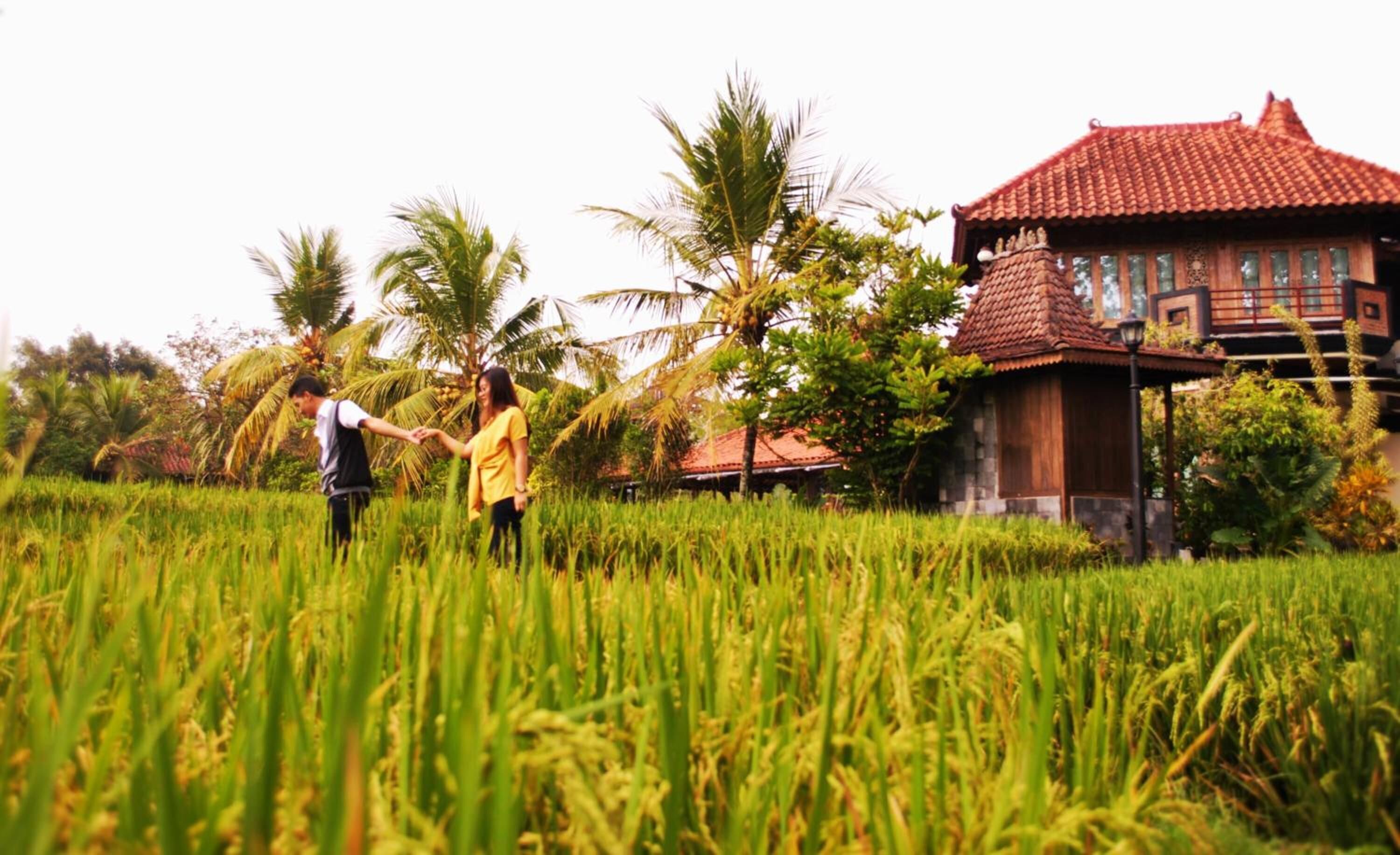 A traditional house with a tiled roof, surrounded by lush greenery and palm trees.