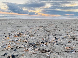 A beach with scattered seashells and a cloudy sky.