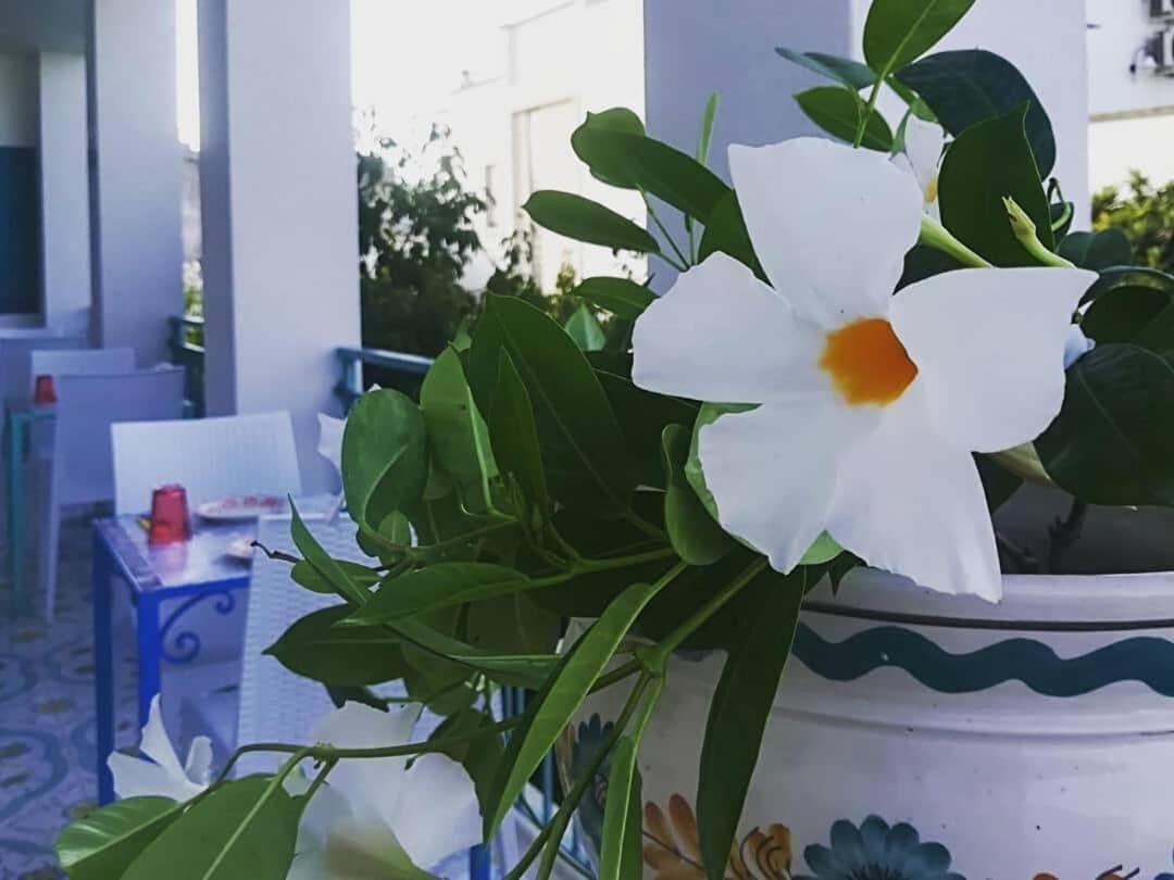 A white flower with green leaves in a decorative pot.