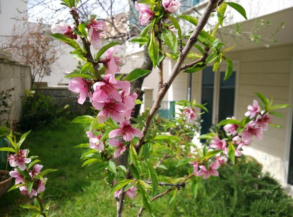 A tree with pink blossoms in a residential area.