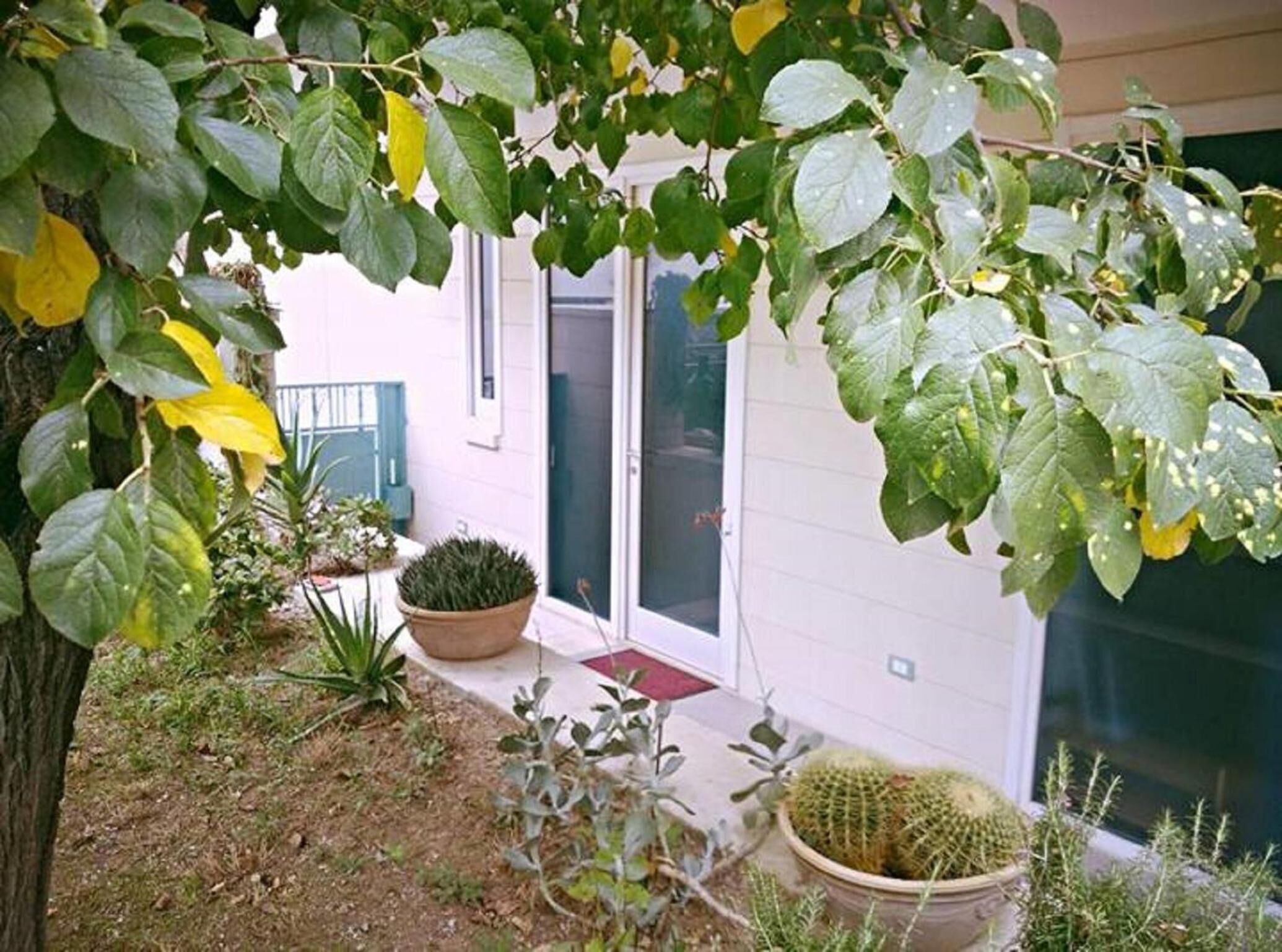 A garden with various plants, a cactus, and a door leading to a building.